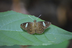 Celaenorrhinus putra