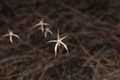 Caladenia varians