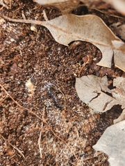 Cormocephalus