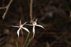 Caladenia varians