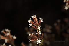 Lysinema ciliatum