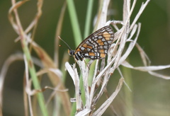 Chlosyne definita