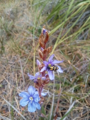 Aristea cuspidata