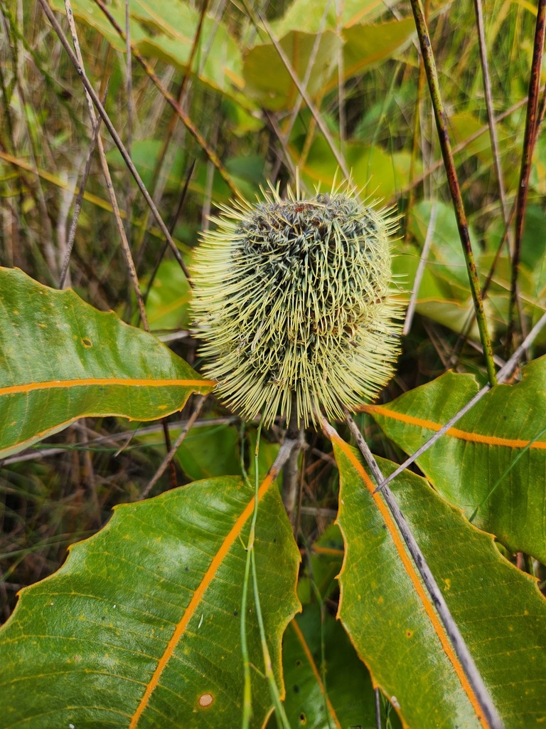 Swamp Banksia