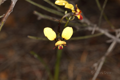Diuris corymbosa