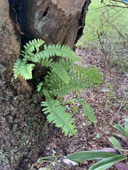 Nephrolepis exaltata