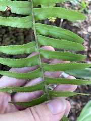Nephrolepis exaltata