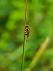 Lipotriches ceratina