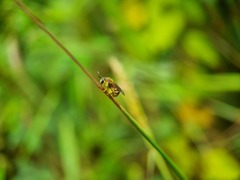 Lipotriches ceratina