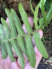 Nephrolepis exaltata