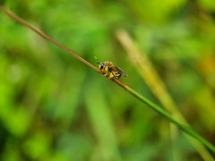 Lipotriches ceratina