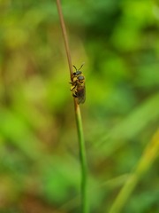 Lipotriches ceratina