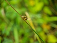 Lipotriches ceratina