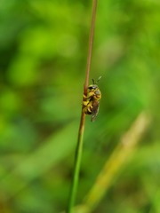 Lipotriches ceratina