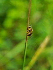 Lipotriches ceratina