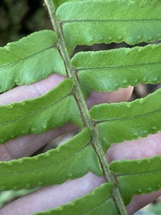 Nephrolepis exaltata