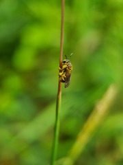 Lipotriches ceratina