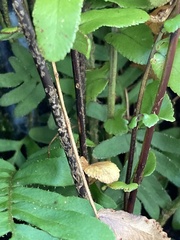 Nephrolepis exaltata