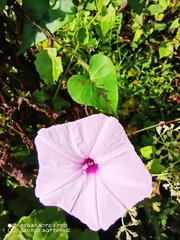 Ipomoea sagittifolia