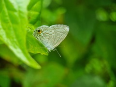 Catochrysops panormus