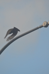 Nestor meridionalis septentrionalis