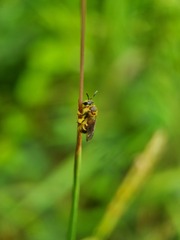 Lipotriches ceratina