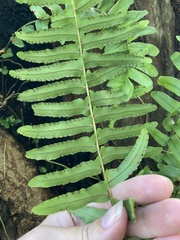 Nephrolepis exaltata