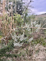 Aloysia