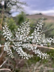 Aloysia