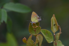 Callophrys xami