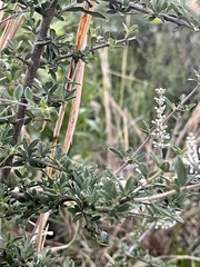 Aloysia