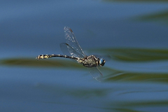 Stylurus olivaceus