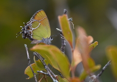 Callophrys xami