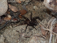 Uliodon