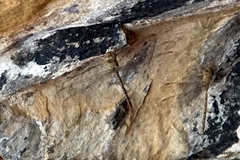 Gynacantha nourlangie