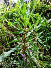 Hygrophila auriculata