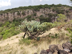 Myrtillocactus geometrizans
