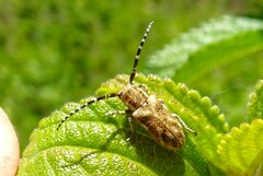 Corrhenes paulla