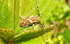 Corrhenes paulla