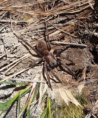 Uliodon