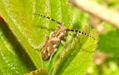 Corrhenes paulla
