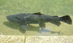 Salmo trutta