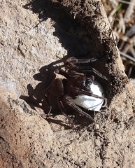 Uliodon