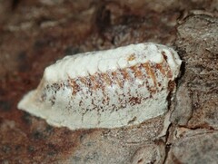Orthodera