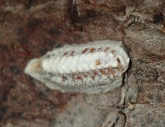 Orthodera