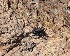 Nyssus coloripes