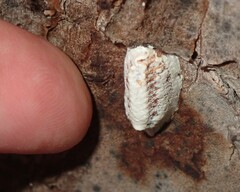 Orthodera