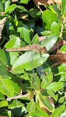 Sympetrum frequens