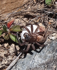 Uliodon