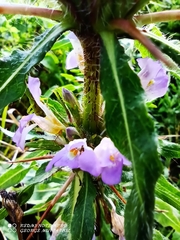 Hygrophila auriculata